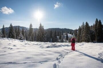 Sun shining over a snow clad forest.
